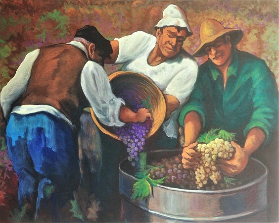 Grape Harvest 1967'